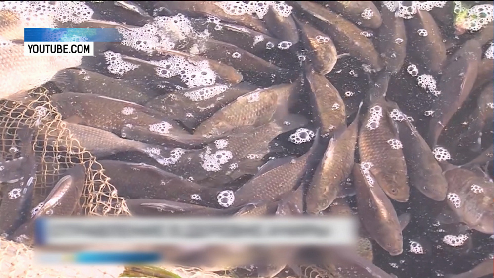 Остатки заражённой рыбы из Тюмени уничтожили