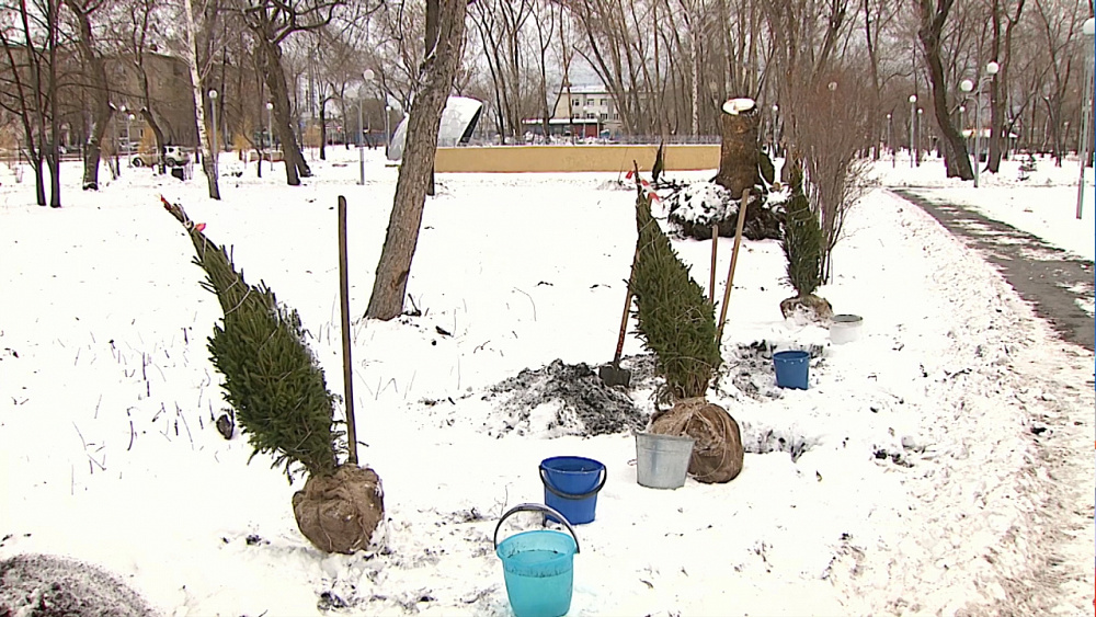 В парке имени Терешковой посажены голубые ели