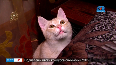 Добрые ветеринары