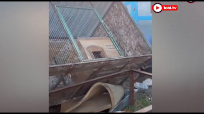 Ураган перевернул вольер со слепым енотом