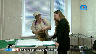 Пушистое утро — беременность у собаки