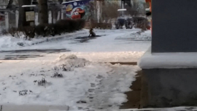 Лиса пришла в детский сад в Озерске