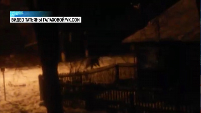 На улицах Аши заметили медведя