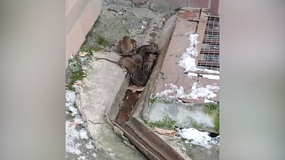 Крысы оккупировали центр Челябинска!