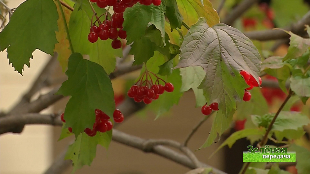 Зеленая передача 07.11.2019