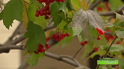 Зеленая передача 07.11.2019