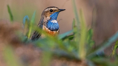 Птицы Челябинской области: фото и описание