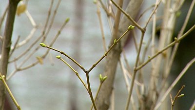 В Челябинске зазеленела сирень