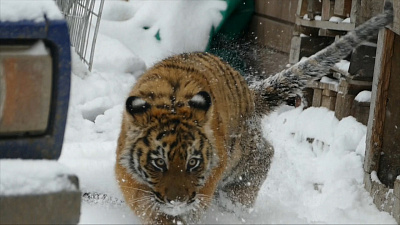 Тигрёнок Гектор завершает курс лечения у Карена Даллакяна