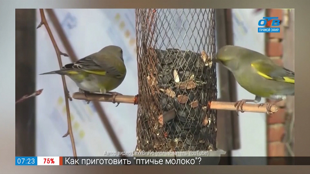 Про скворечники