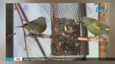 Про скворечники