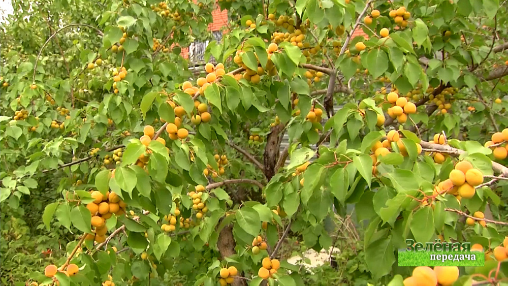 Зеленая передача 14.11.2019