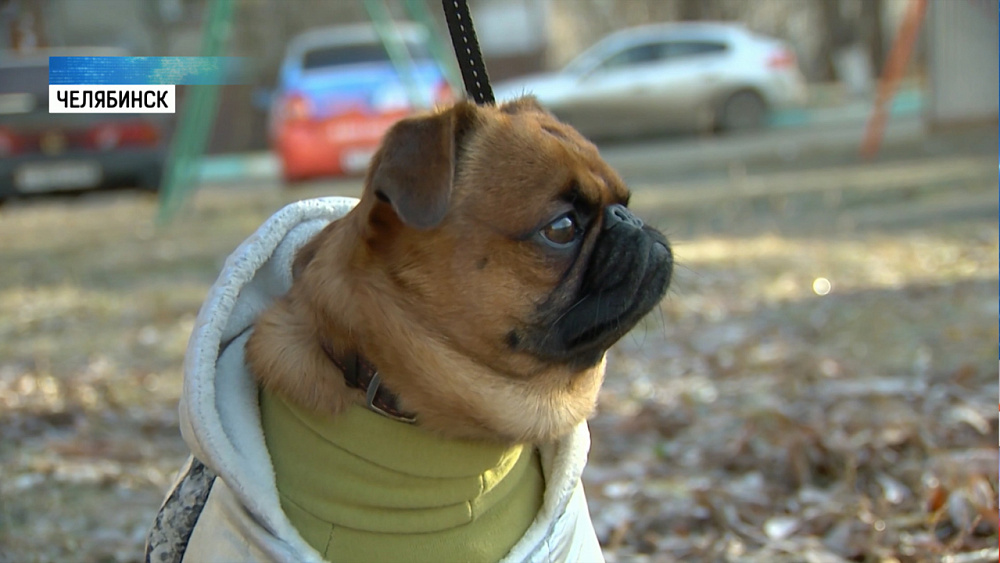 В Челябинске появился пёс-блогер
