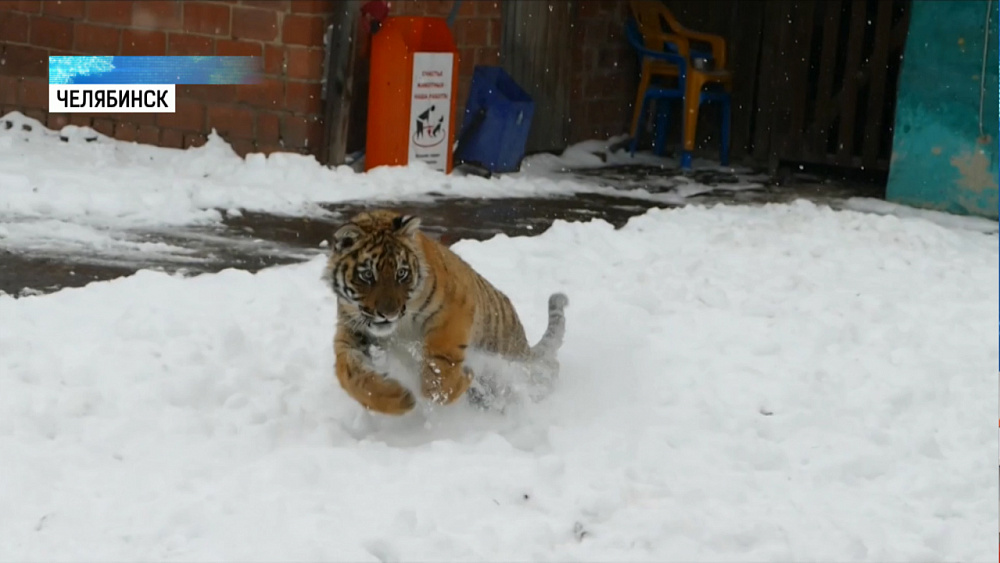 Тигрёнок Гектор идет на поправку