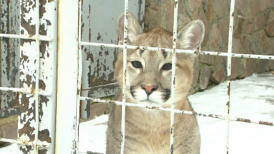 Первые морозы и снег для зверей — настоящий праздник