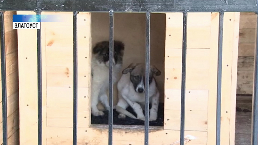 В питомнике Златоуста мучают собак