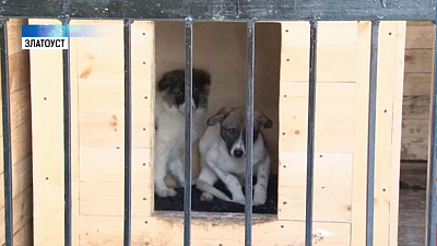 В питомнике Златоуста мучают собак