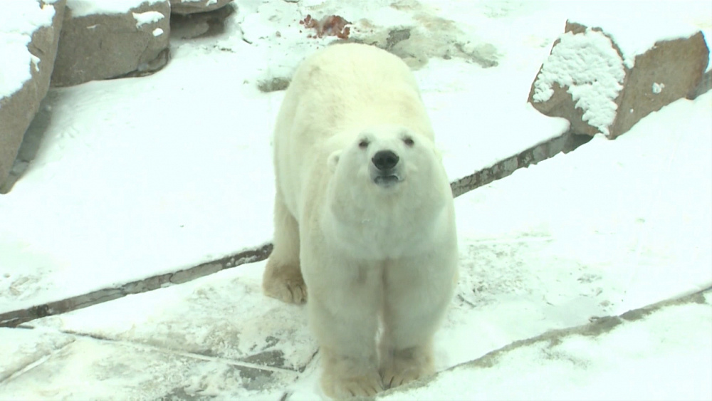 Зоопарк готовится к зимовке