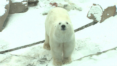 Зоопарк готовится к зимовке