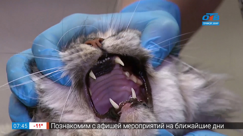 Пушистое утро — история спасения кота