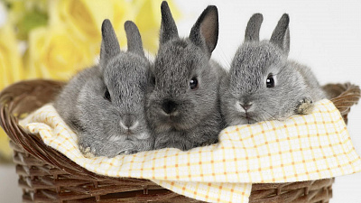 Домашний кролик: что нужно знать перед появлением нового члена семьи
