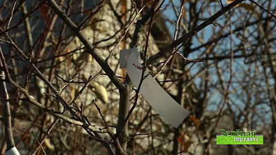 Зеленая передача 21.11.2019