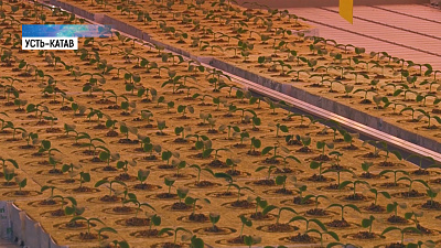 В горнозаводской зоне открыт первый тепличный комбинат