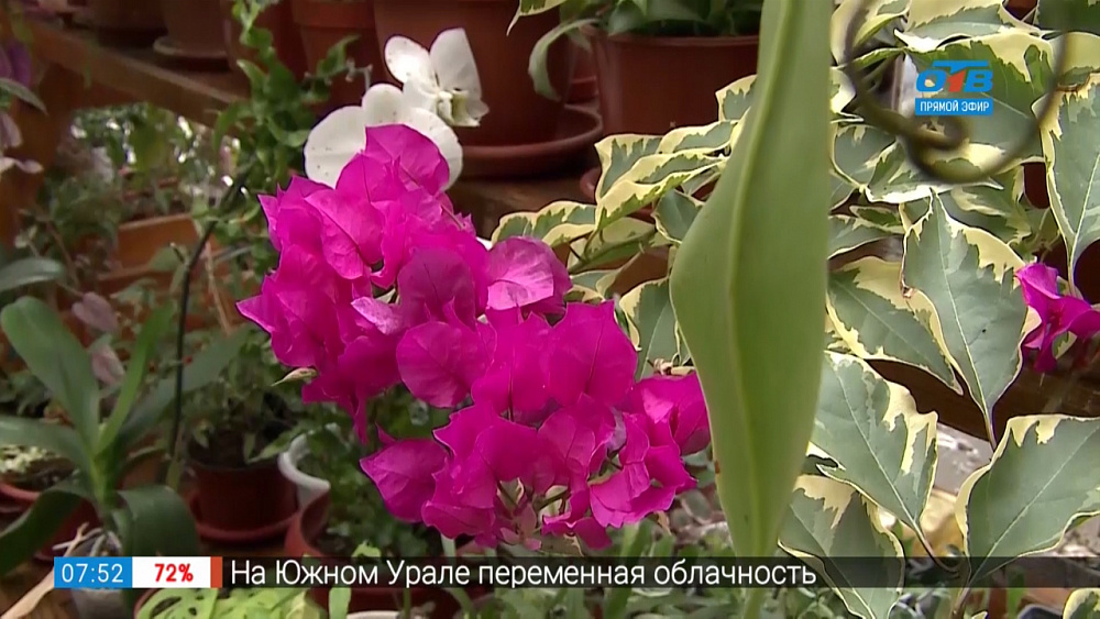 Садовые истории — бугенвиллия