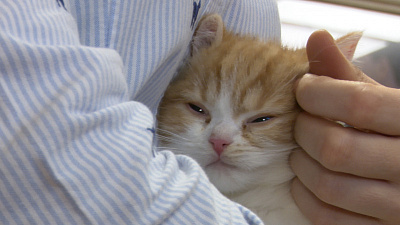 Челябинский котенок попал в Государственную Думу РФ