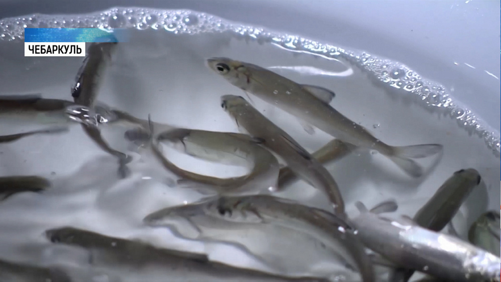 Текслер поручил увеличить вылов рыбы на 2000 тонн