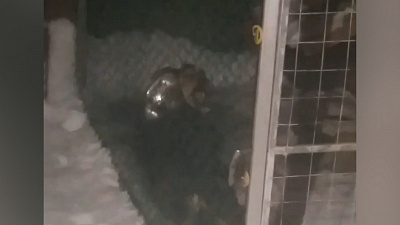 Пес без слов красноречиво объясняется с хозяином