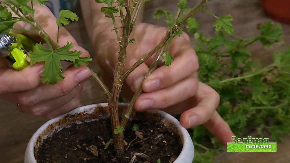 Зеленая передача 28.11.2019