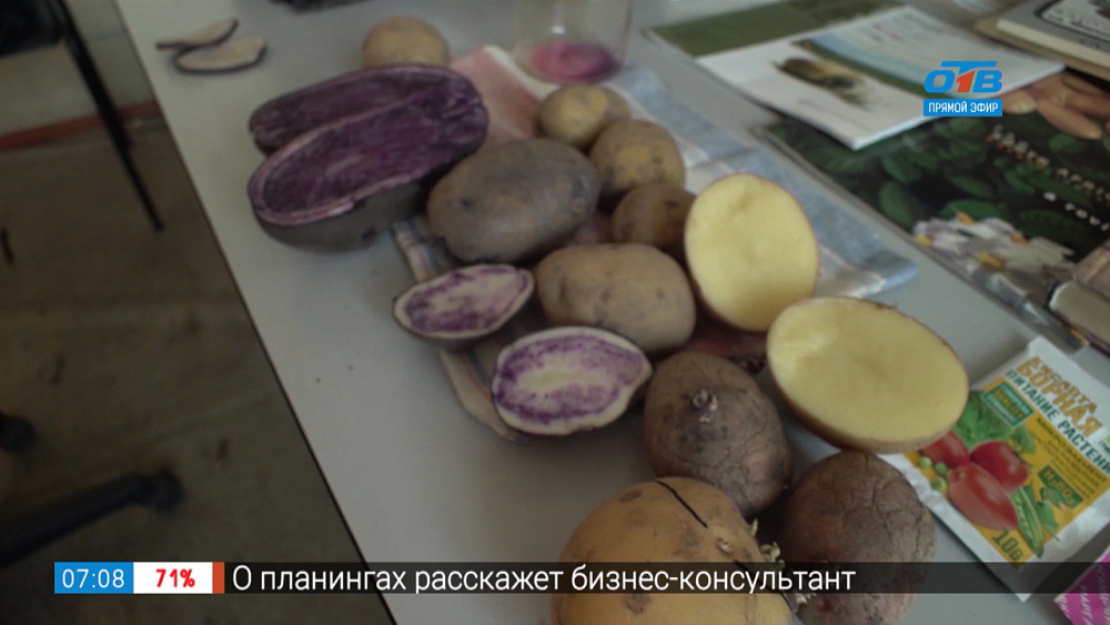 Садовые истории — как сохранить урожай картошки