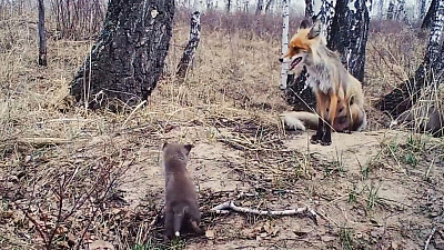 Реалити-шоу из жизни лисицы сняли в национальном парке Зюраткуль