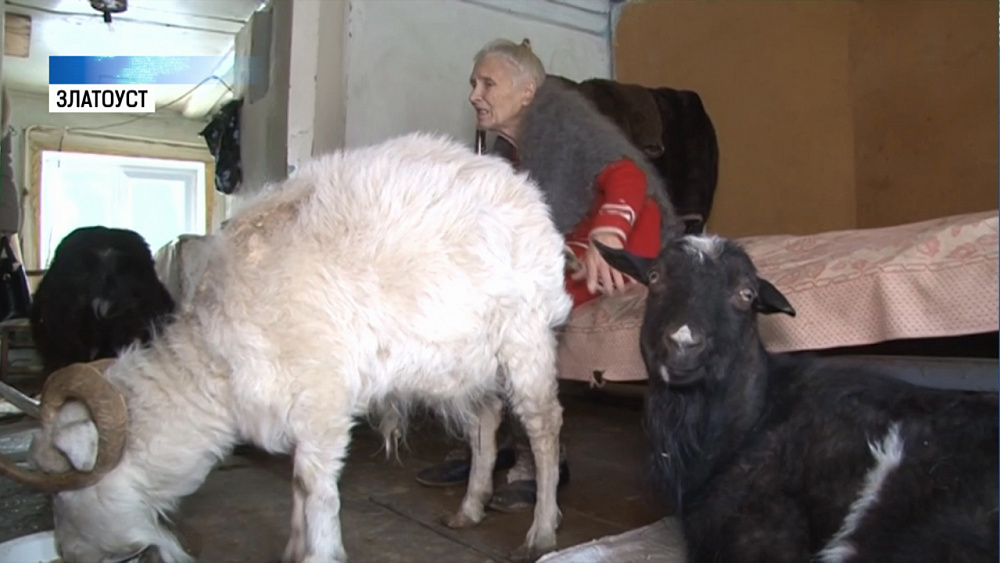 В Златоусте старушка живет одна с семью козами