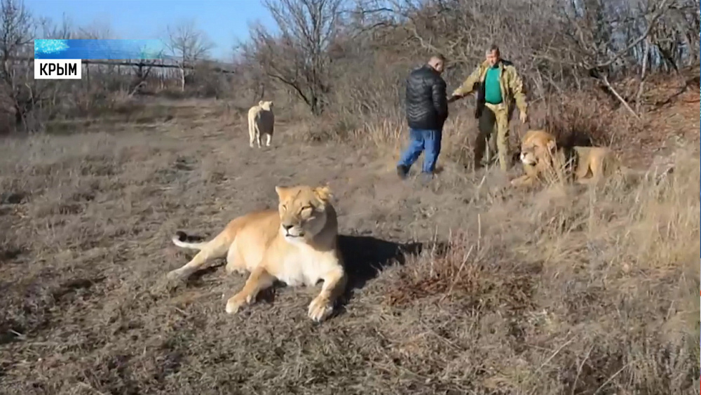 Карен Даллакян навестил львицу Лолу в Крыму