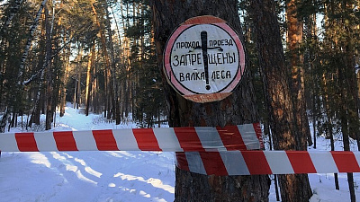 Вырубку в городскому бору Челябинска завершат 20 декабря Вырубку в городскому бору Челябинска завершат 20 декабря