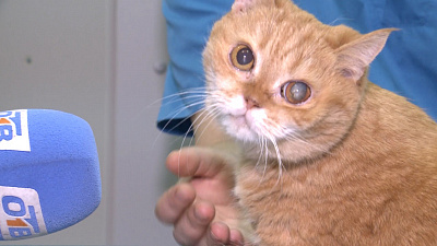 Избитая кошка из Миасса: счастливое продолжение страшной истории