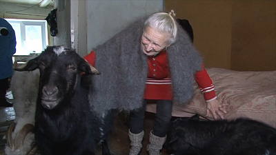 Козы стали семьёй для одинокой пенсионерки в Златоусте