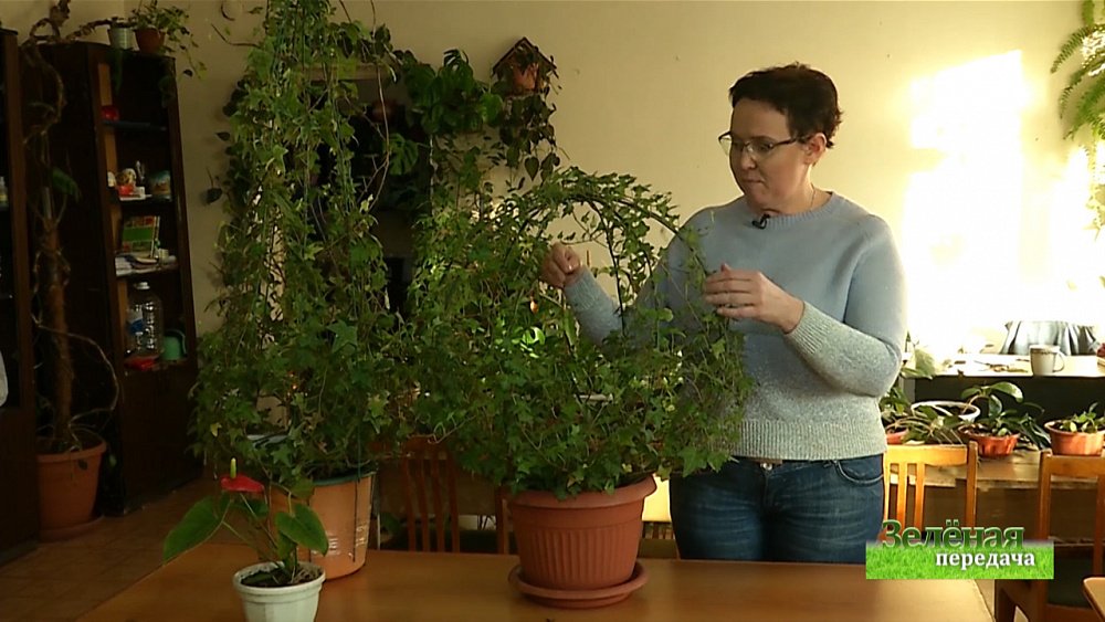 Зеленая передача 05.12.2019