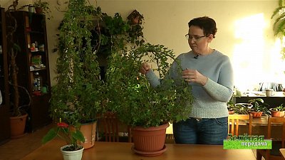 Зеленая передача 05.12.2019