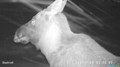 Как живется лосю зимой?