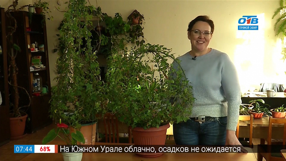 Садовые истории — хедера