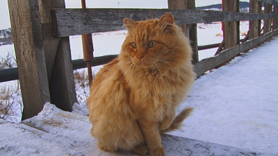 В ожидании вкуснятины: рыжий кот дежурит на мосту в Усть-Катаве