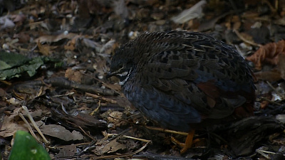 Обаятельные перепёлки поселились во Дворце пионеров