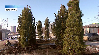 У органного зала высадили кедры