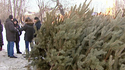 Южноуральские лесхозы заготовят к Новому году 20 тысяч елей и сосен