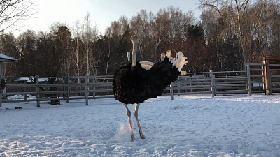 В челябинском зоопарке — танцующий страус!