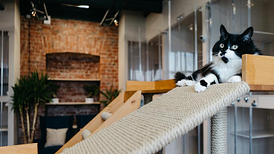 Зоогостиница «Каникулы Бонифация» для пушистых питомцев