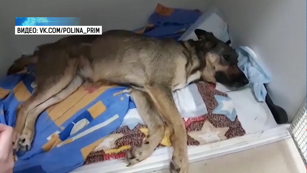 Жительница Сургута нашла собаку в Челябинске